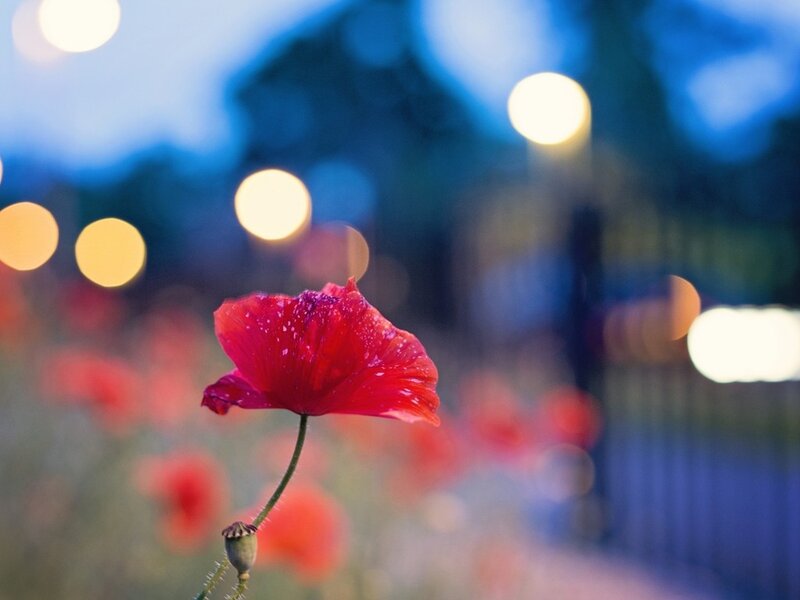 Red Poppy Flower — Serene, Night