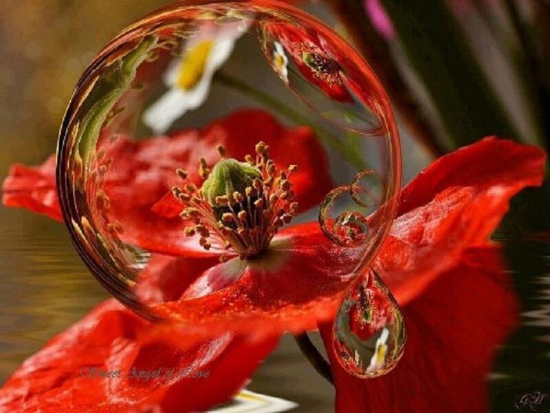 Red Poppy Flower — Serene, Photograph, Bubble