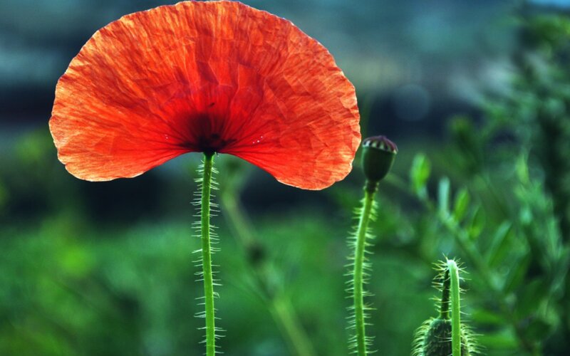 Red Poppy Flower — Serene, Photograph, Bud, Stem