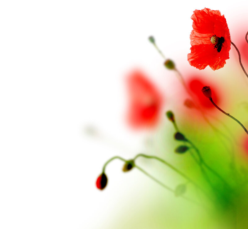 Red Poppy Flower — Serene, Photograph, Bud