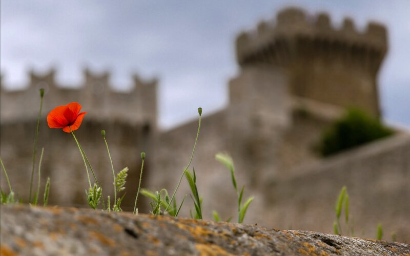 Red Poppy Flower — Serene, Photograph, Castle