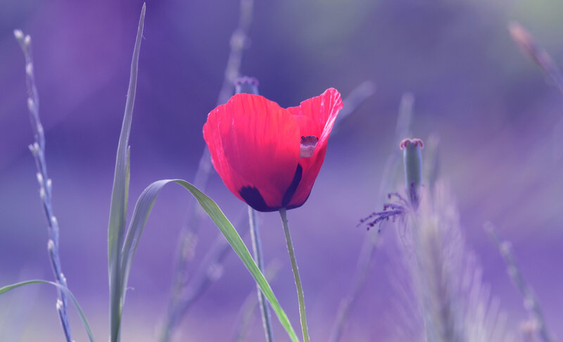 Red Poppy Flower — Serene, Photograph, Grass, Stem