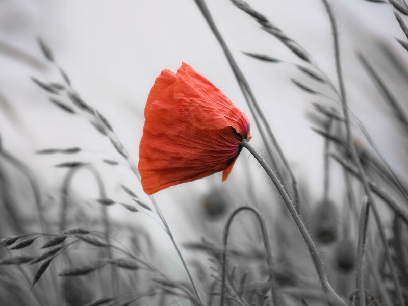 Red Poppy Flower — Serene, Photograph, Grass