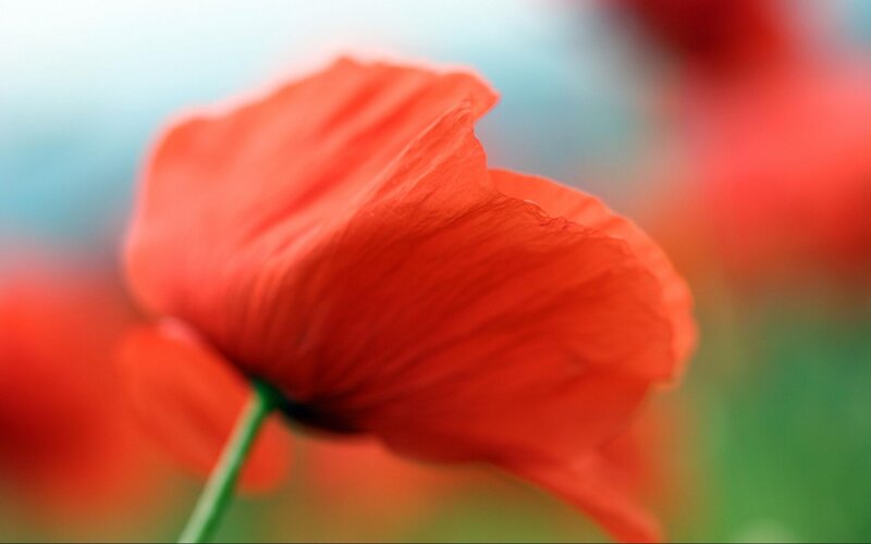 Red Poppy Flower — Serene, Photograph, Stem, Background