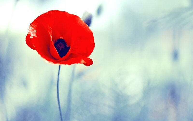 Red Poppy Flower — Serene, Photograph, Stem, Blurred Background