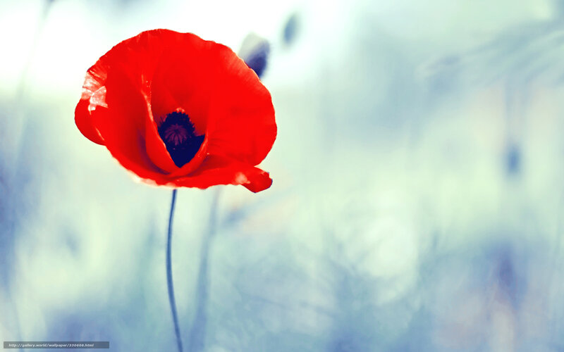 Red Poppy Flower — Serene, Photograph, Stem, Blurry Background