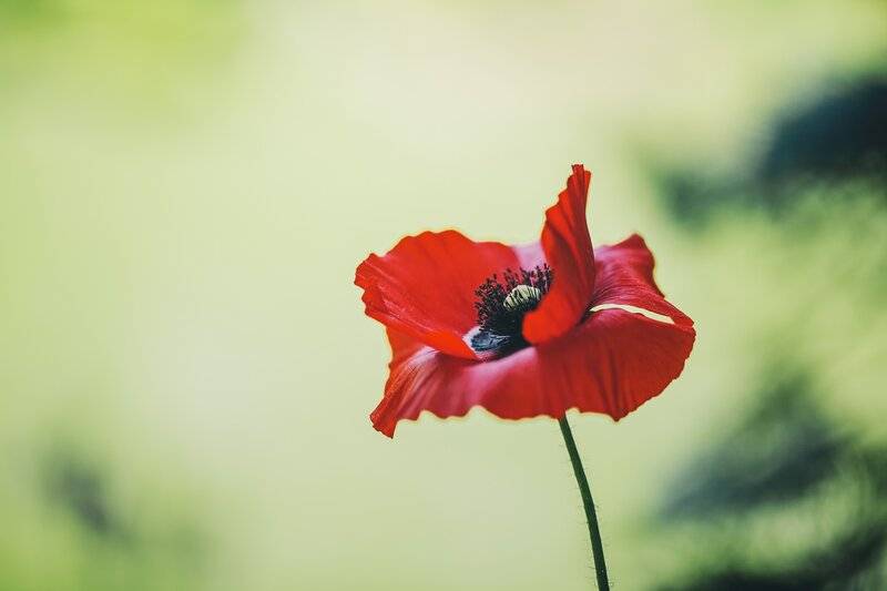 Red Poppy Flower — Serene, Photograph, Stem, Green Background, Green