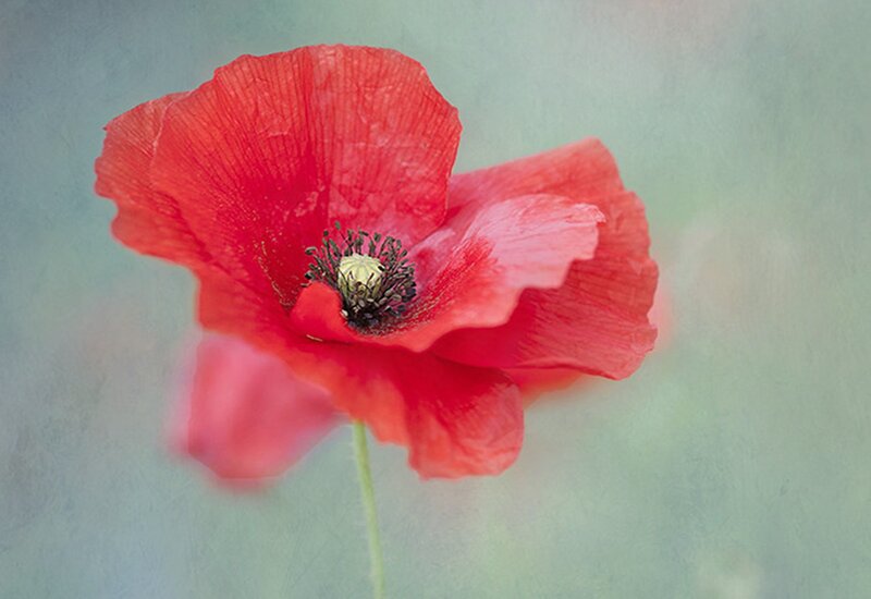 Red Poppy Flower — Serene, Photograph, Stem