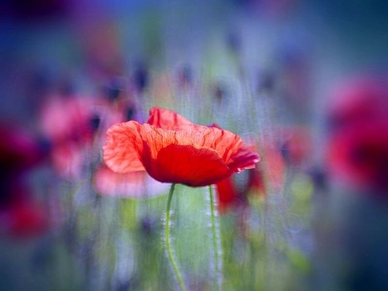 Red Poppy Flower — Serene, Photograph