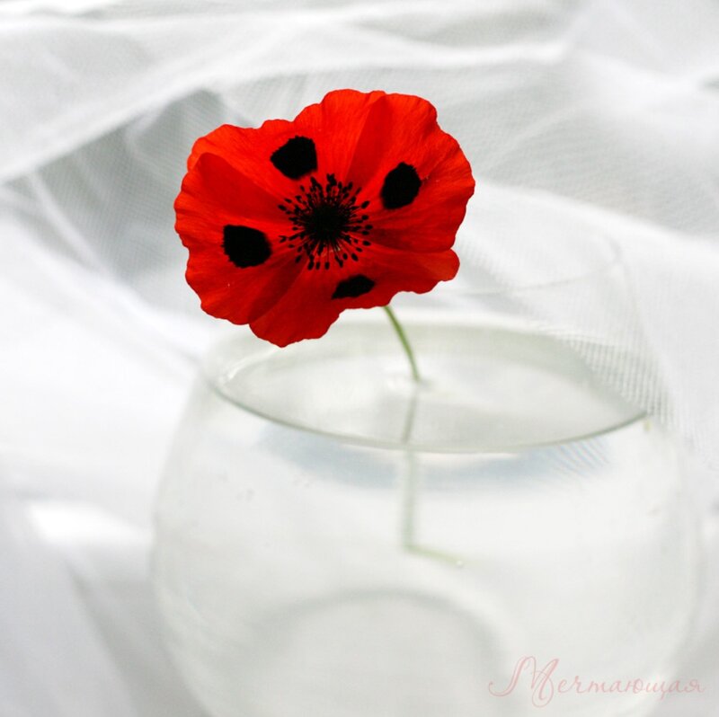 Red Poppy Flower — Serene, Photograph, Vase
