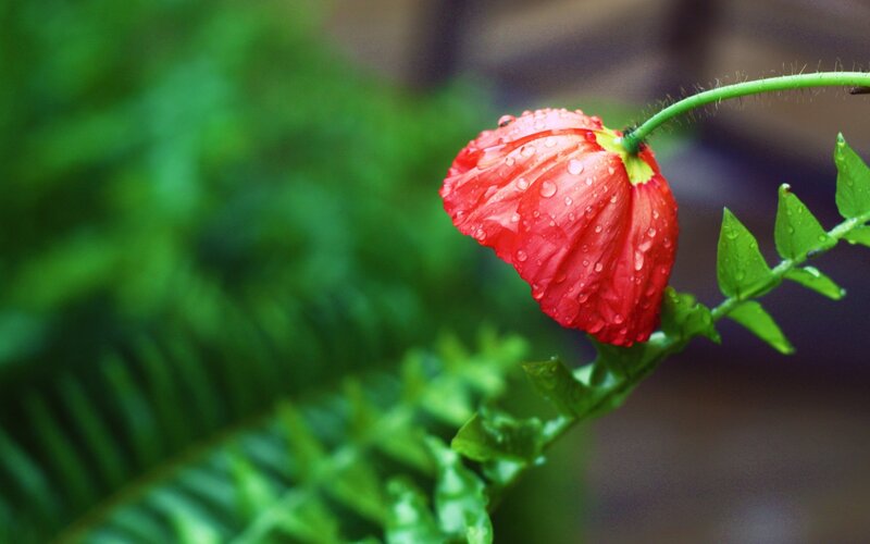 Red Poppy Flower — Serene, Photograph, Water Droplets