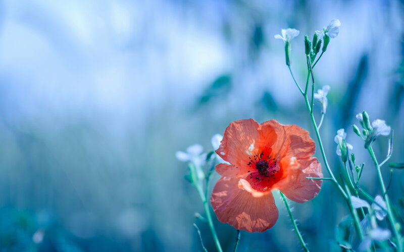 Red Poppy Flower — Serene, Photograph, White Flowers