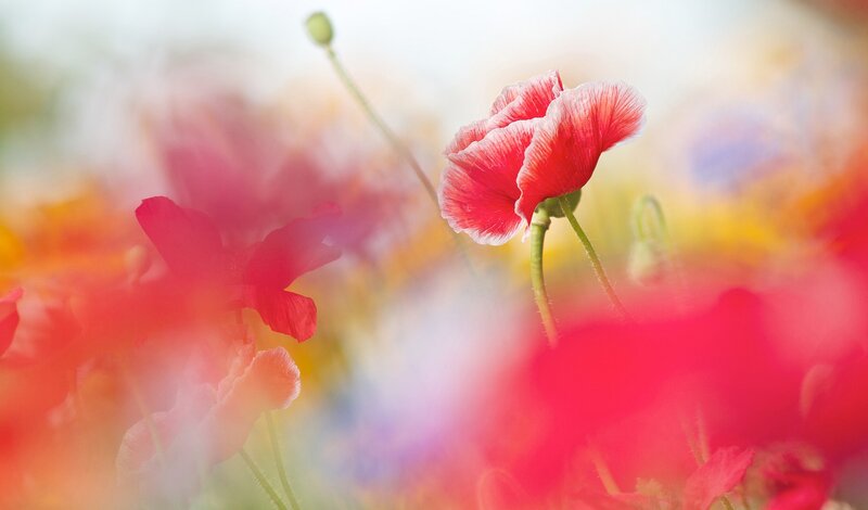 Red Poppy Flower — Serene, Spring, Photograph, Bud
