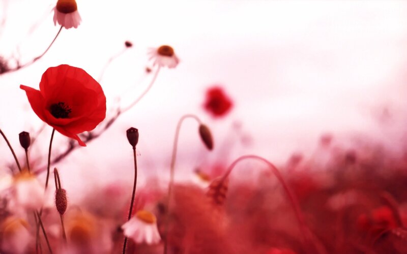Red Poppy Flower — Serene, Spring, Photograph, Daisies