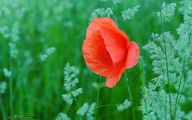 Red Poppy Flower — Serene, Spring, Photograph, Grass, Green Field