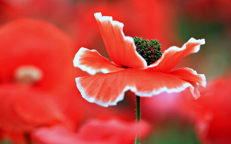 Red Poppy Flower — Serene, Spring, Photograph, Green Center