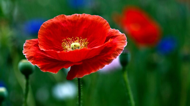 Red Poppy Flower — Serene, Spring, Photograph, Green Leaves