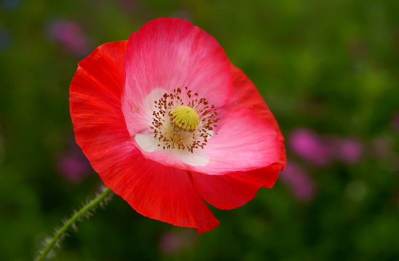 Red Poppy Flower — Serene, Spring, Photograph, Green Stem