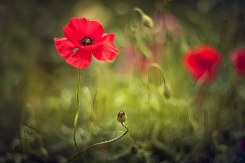 Red Poppy Flower — Serene, Spring, Photograph, Green Stems, Buds