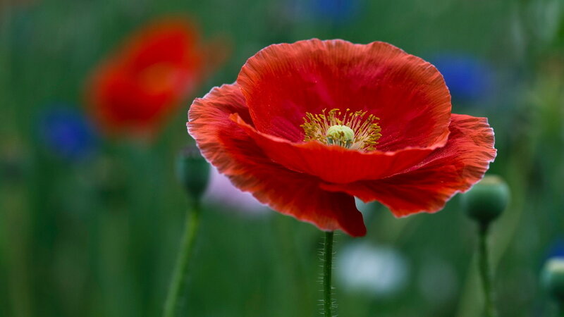 Red Poppy Flower — Serene, Spring, Photograph, Green Stems, Flower Buds