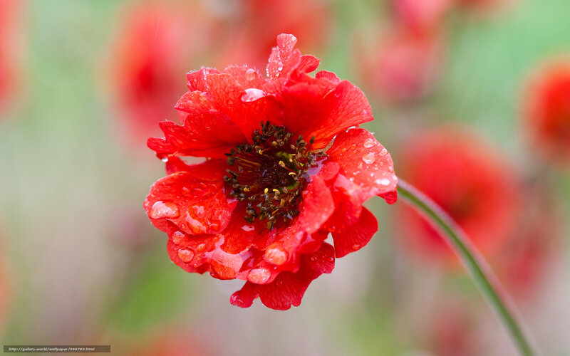 Red Poppy Flower — Serene, Spring, Photograph, Petals