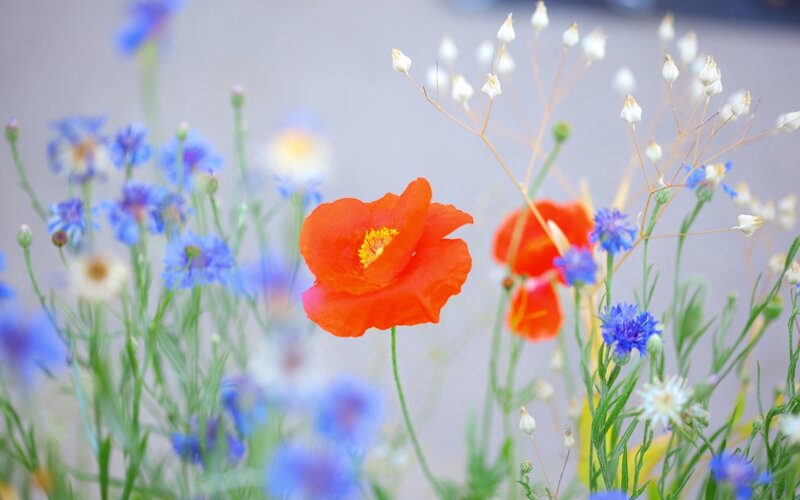 Red Poppy Flower — Serene, Spring, Photograph