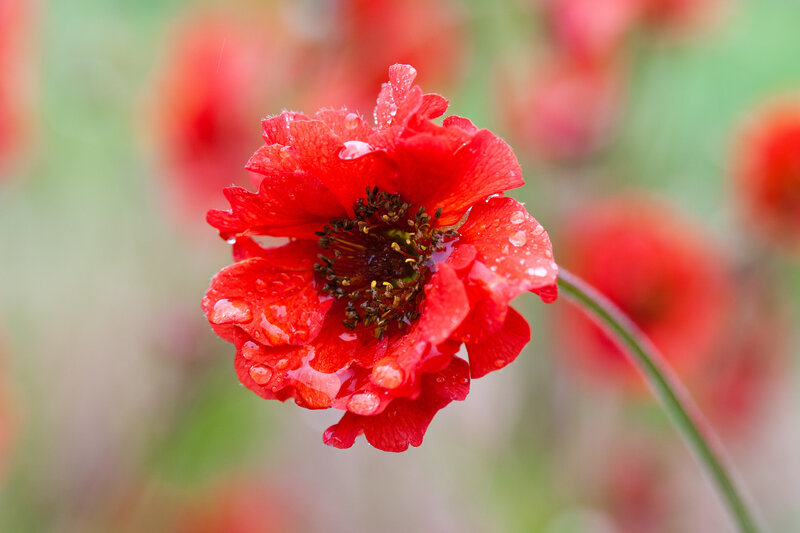 Red Poppy Flower — Serene, Spring, Photograph, Water Droplets, Green Stem