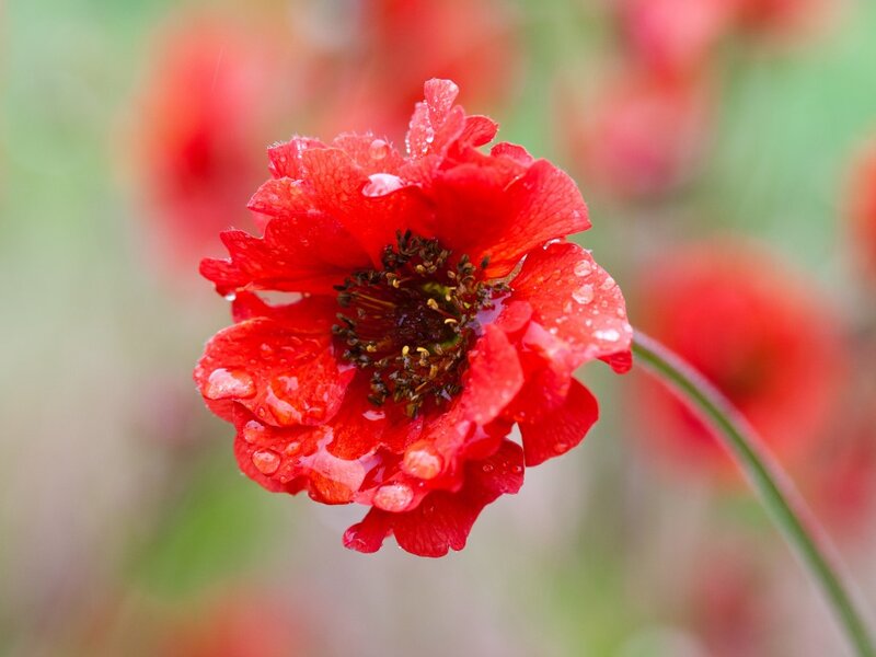 Red Poppy Flower — Serene, Spring, Photograph, Water Droplets