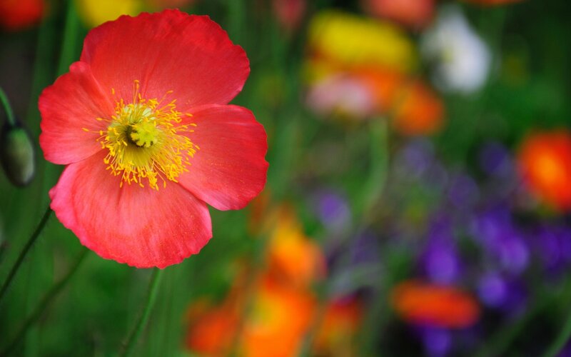 Red Poppy Flower — Serene, Spring, Photograph, Yellow Stamen