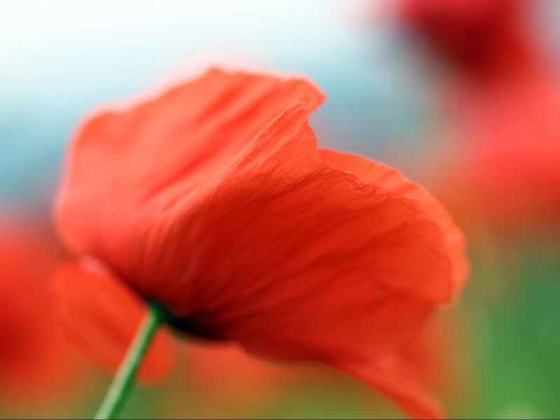 Red Poppy Flower — Serene, Spring