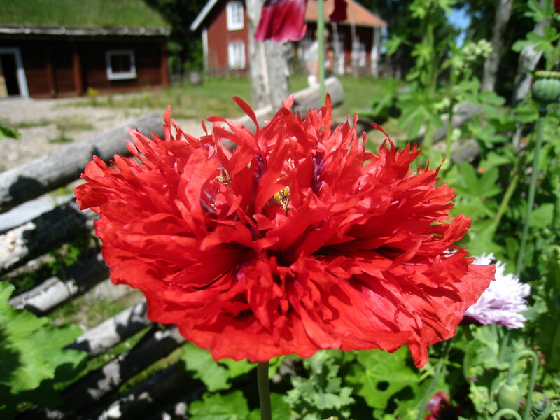 Red Poppy Flower — Serene, Summer, Photograph
