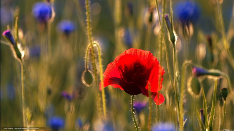 Red Poppy Flower — Serene, Sunset, Photograph, Blue Flowers