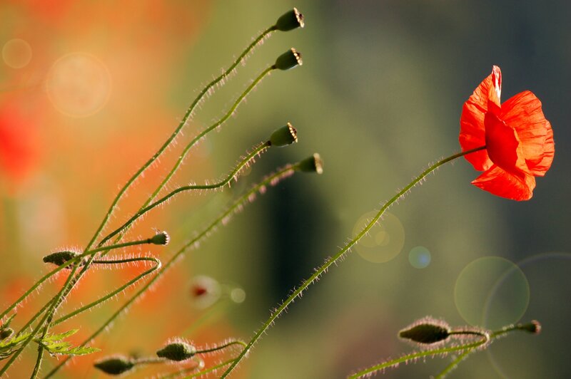 Red Poppy Flower — Serene, Sunset, Photograph, Buds, Stems, Bokeh