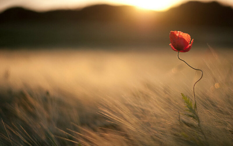 Red Poppy Flower — Serene, Sunset, Photograph, Field, Mountains