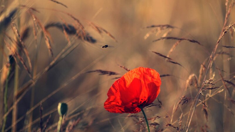 Red Poppy Flower — Serene, Sunset, Photograph, Grass, Bee