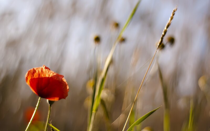 Red Poppy Flower — Serene, Sunset, Photograph, Grass, Seed Heads