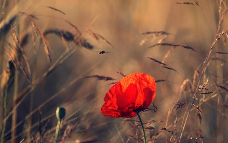 Red Poppy Flower — Serene, Sunset, Photograph, Grass