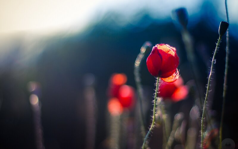 Red Poppy Flower — Serene, Sunset, Photograph, Stem, Bloom