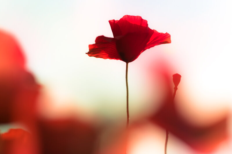 Red Poppy Flower — Serene, Sunset, Photograph, Stem