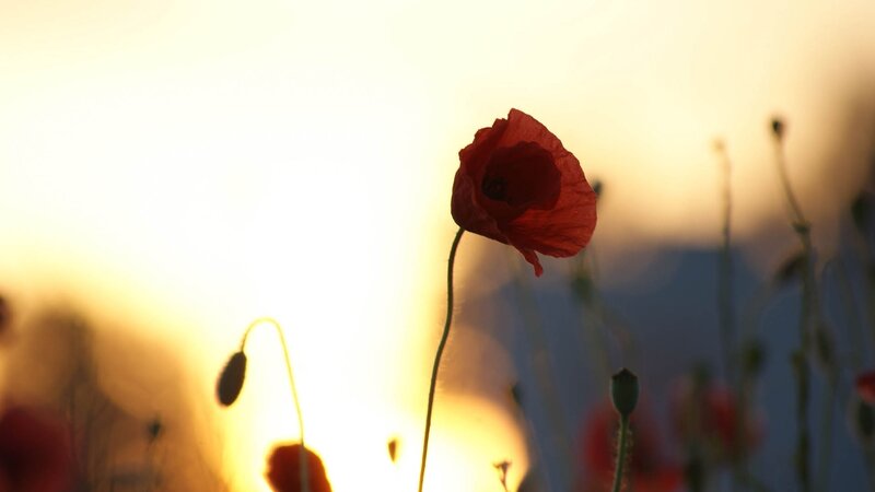 Red Poppy Flower — Serene, Sunset, Photograph, Sunlight, Field