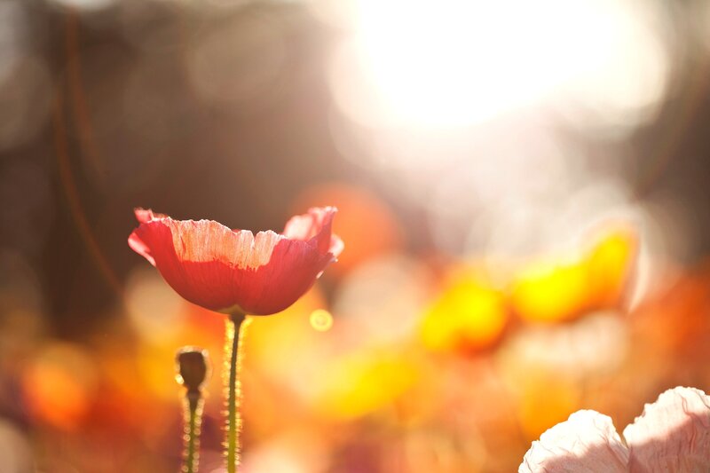 Red Poppy Flower — Serene, Sunset, Photograph, Sunlight