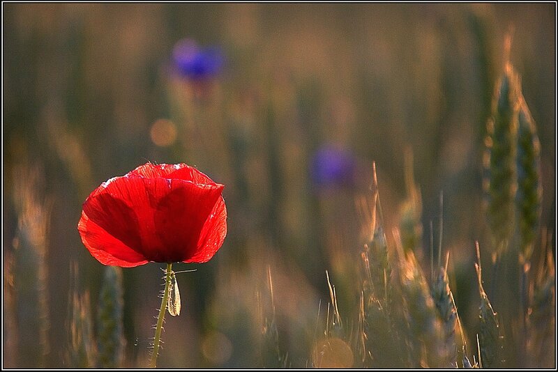 Red Poppy Flower — Serene, Sunset, Photograph