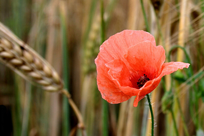 Red Poppy Flower — Serene