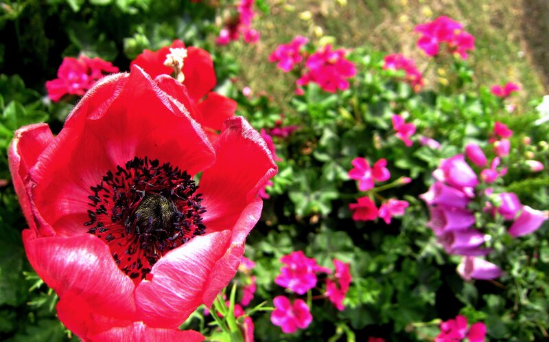 Red Poppy Flower — Vibrant, Afternoon, Photograph, Pink Flowers