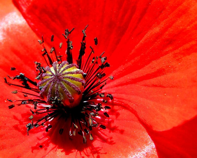Red Poppy Flower — Vibrant, Afternoon, Photograph, Stamen