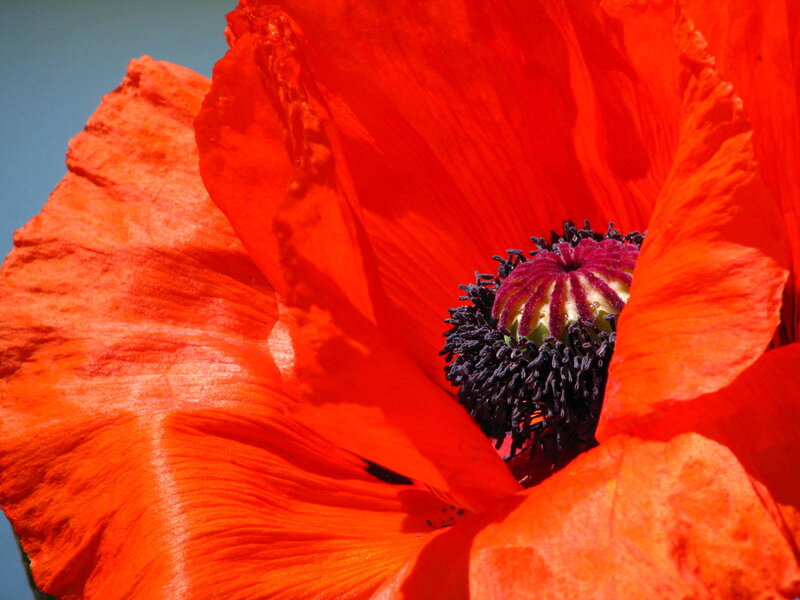 Red Poppy Flower — Vibrant, Afternoon