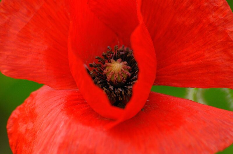 Red Poppy Flower — Vibrant