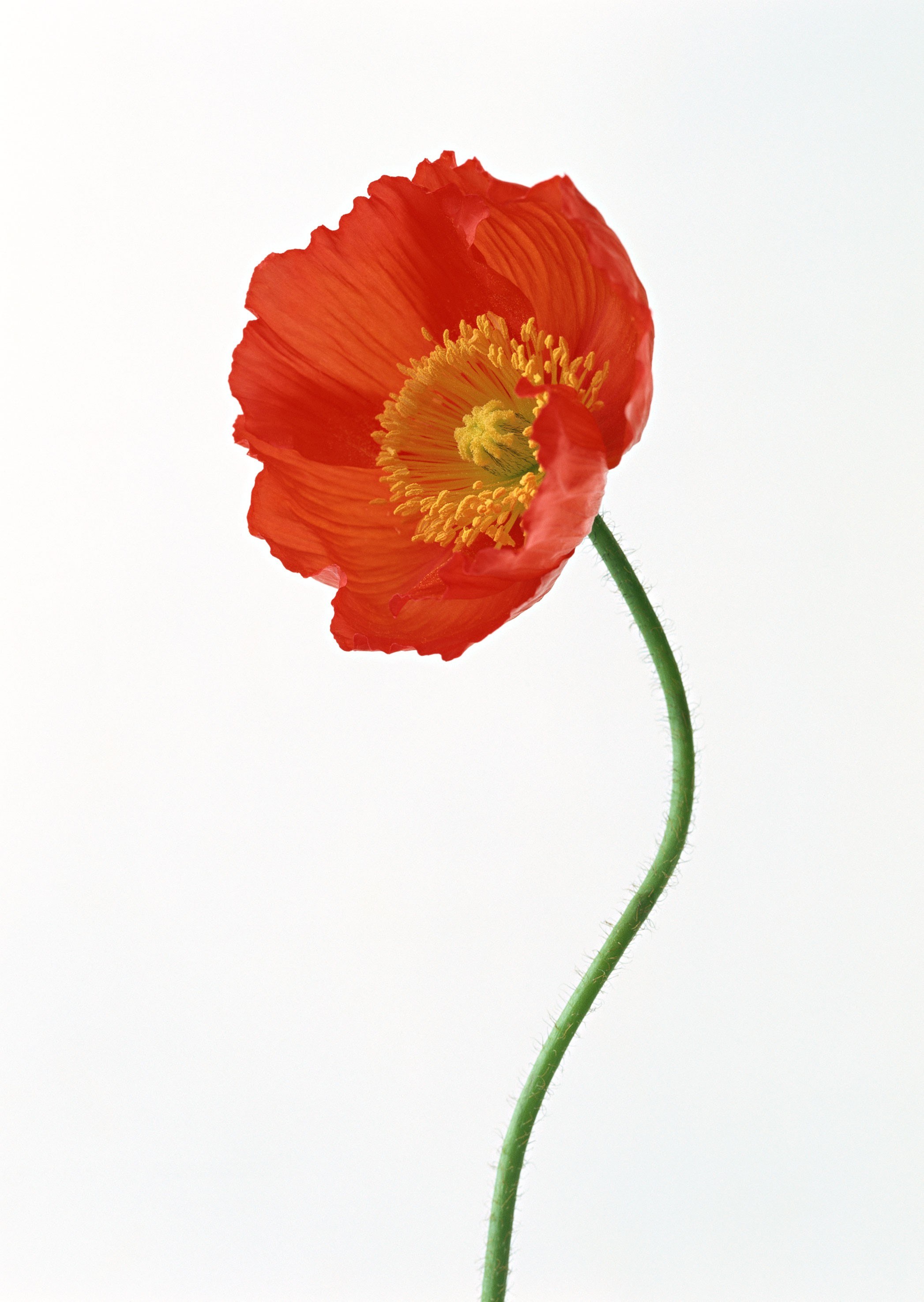 Red poppy flower