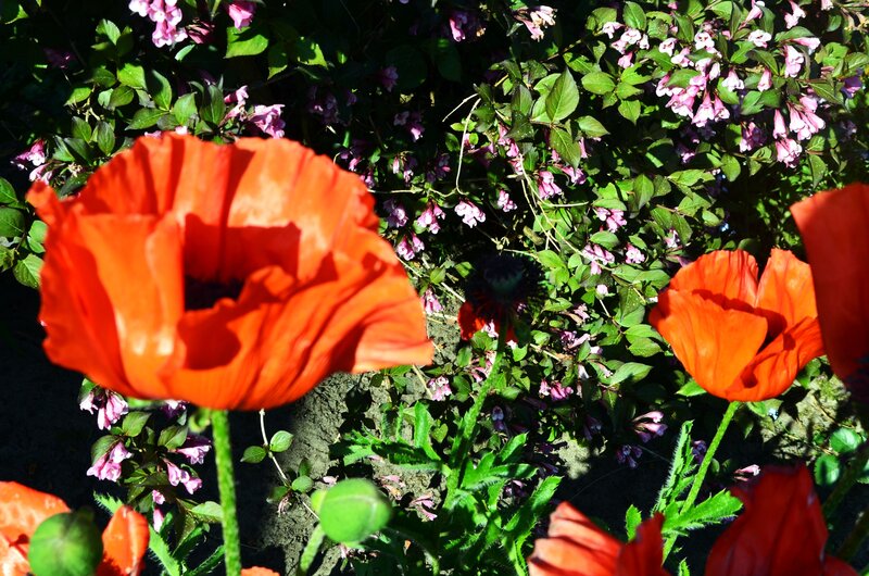 Red Poppy Flowers — Bright, Afternoon