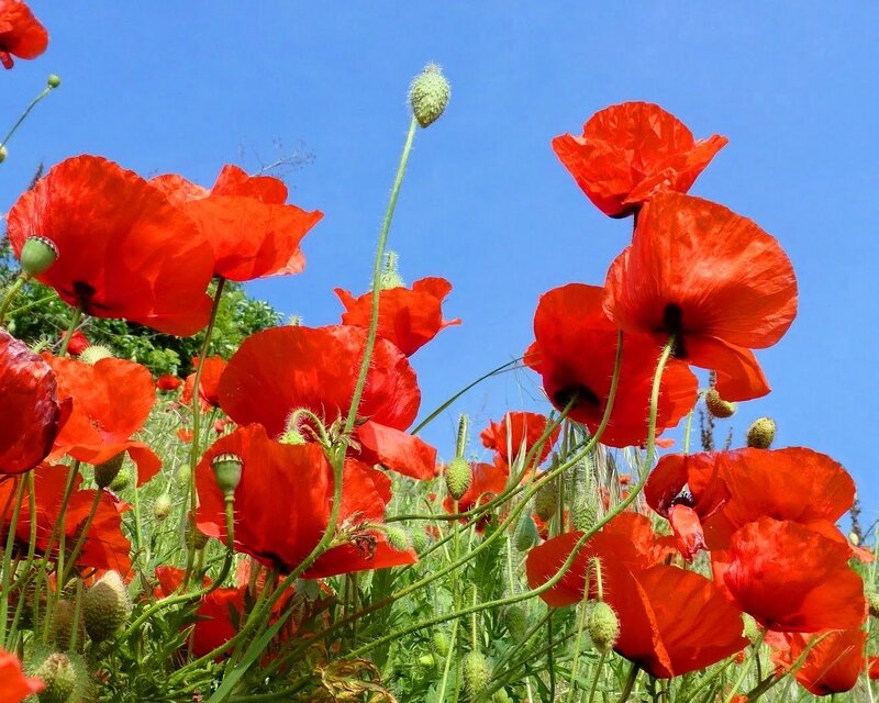 Red Poppy Flowers — Bright